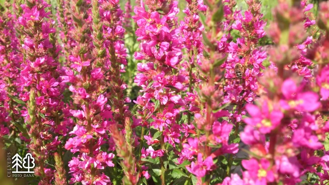 Lythrum salicaria   'Little Robert'